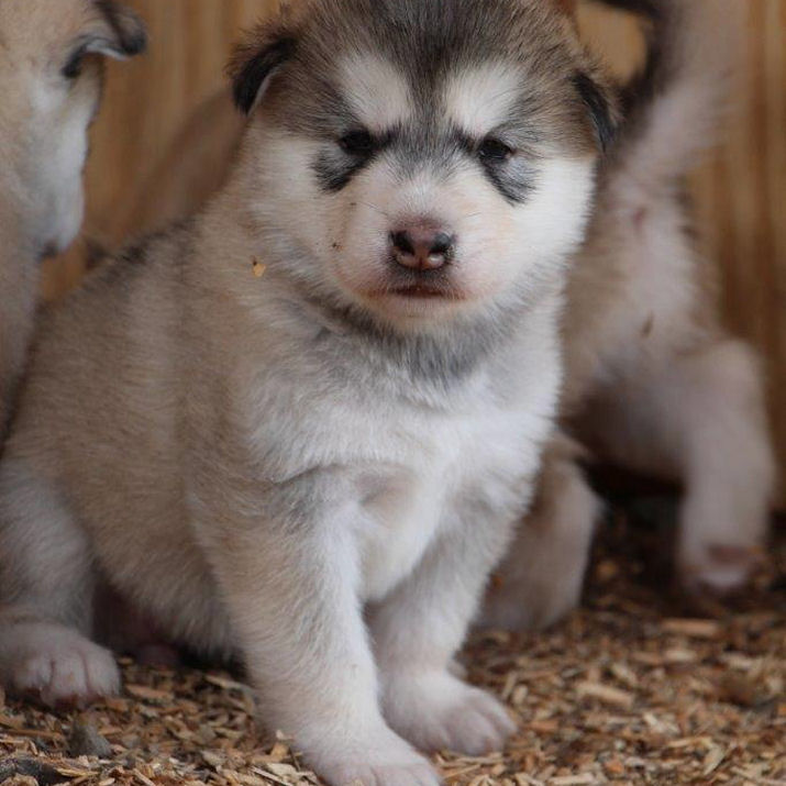 Alaskan Malamute Puppies