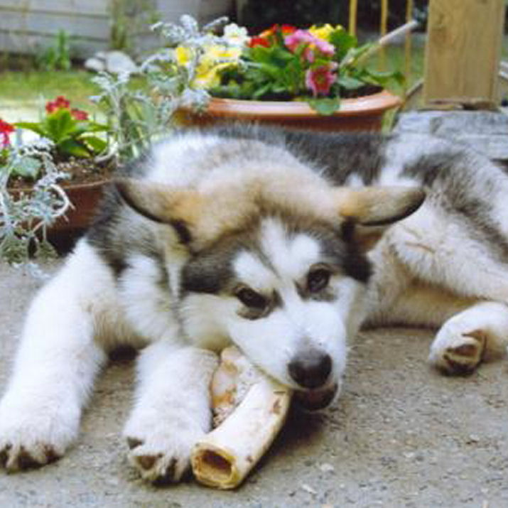Dog’s Life Pictures of Alaskan Malamutes