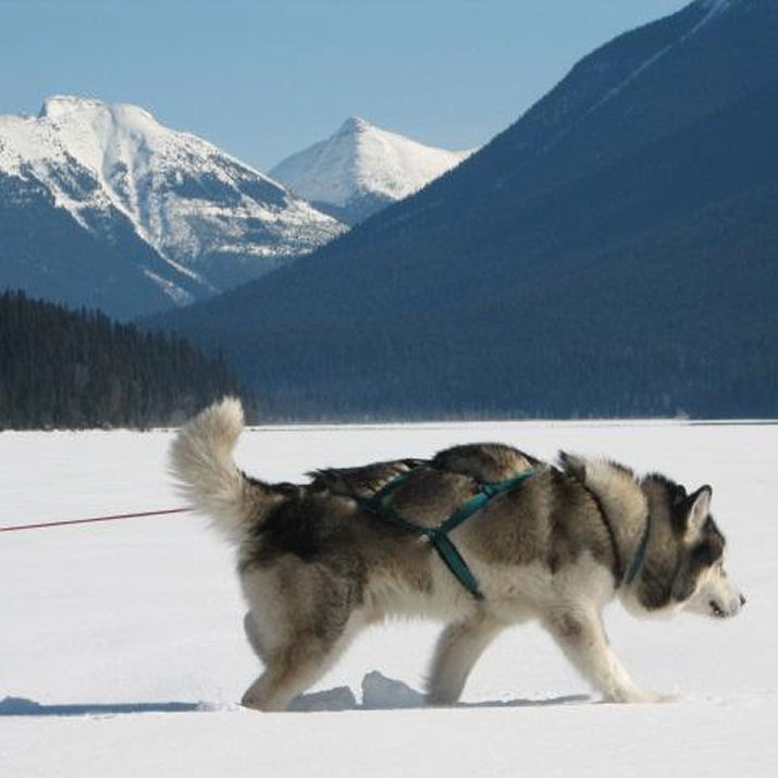 Winter Pictures of Alaskan Malamutes