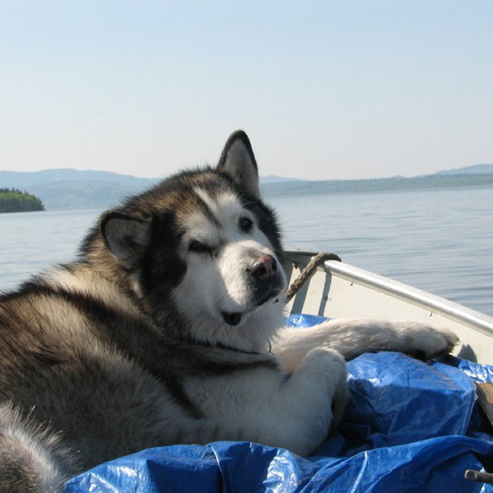 Alaskan Malamute Pictures