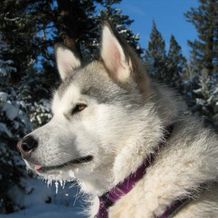 Main Pictures of Alaskan Malamutes