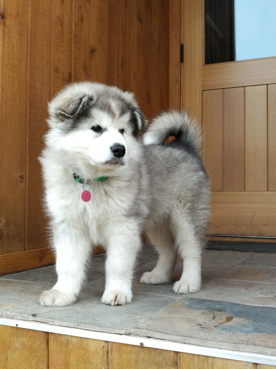 Puppies ISOTASSU Registered Alaskan Malamutes