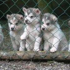 Emma’s puppies at six weeks