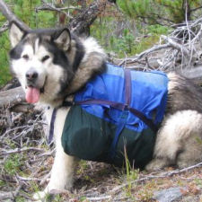 Kimmiq on Gun Creek Trail