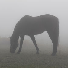 Morning mist at the Ranch