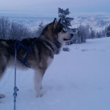 Nutaaq sledding