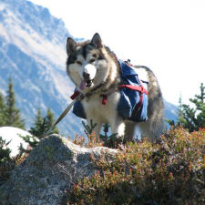 Tuisku packing on Grizz Mountain