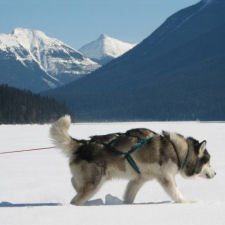 Kimmiq leading on Isaac Lake