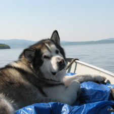 Our Kimmiq relaxing on Stuart Lake