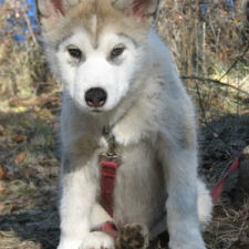 A-laska at 12 weeks