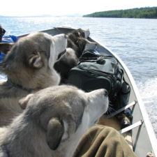 Malamute Ferry