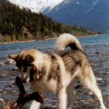 Tuisku at Lillooet Lake