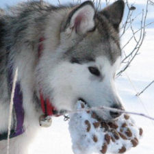 Frozen Mooseltoe, Malamute Christmas Cake