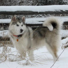 Tuya at the cabin