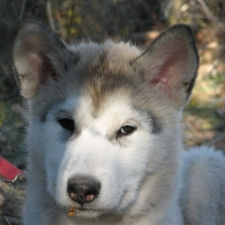 Una-laska at 12 weeks